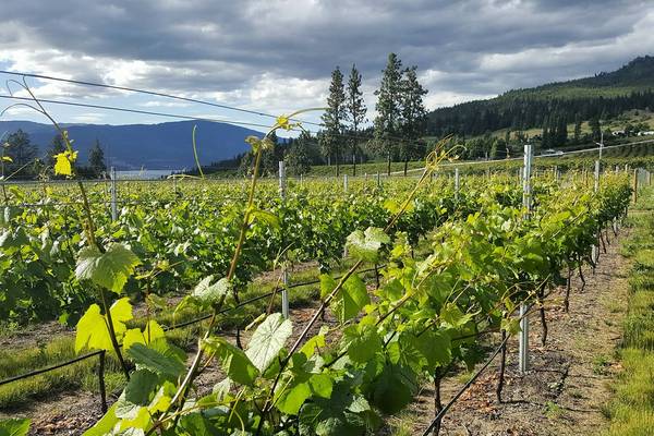 The Chase Wines - Kelowna - Okanagan Valley - British Columbia - Canada - Doets Reizen