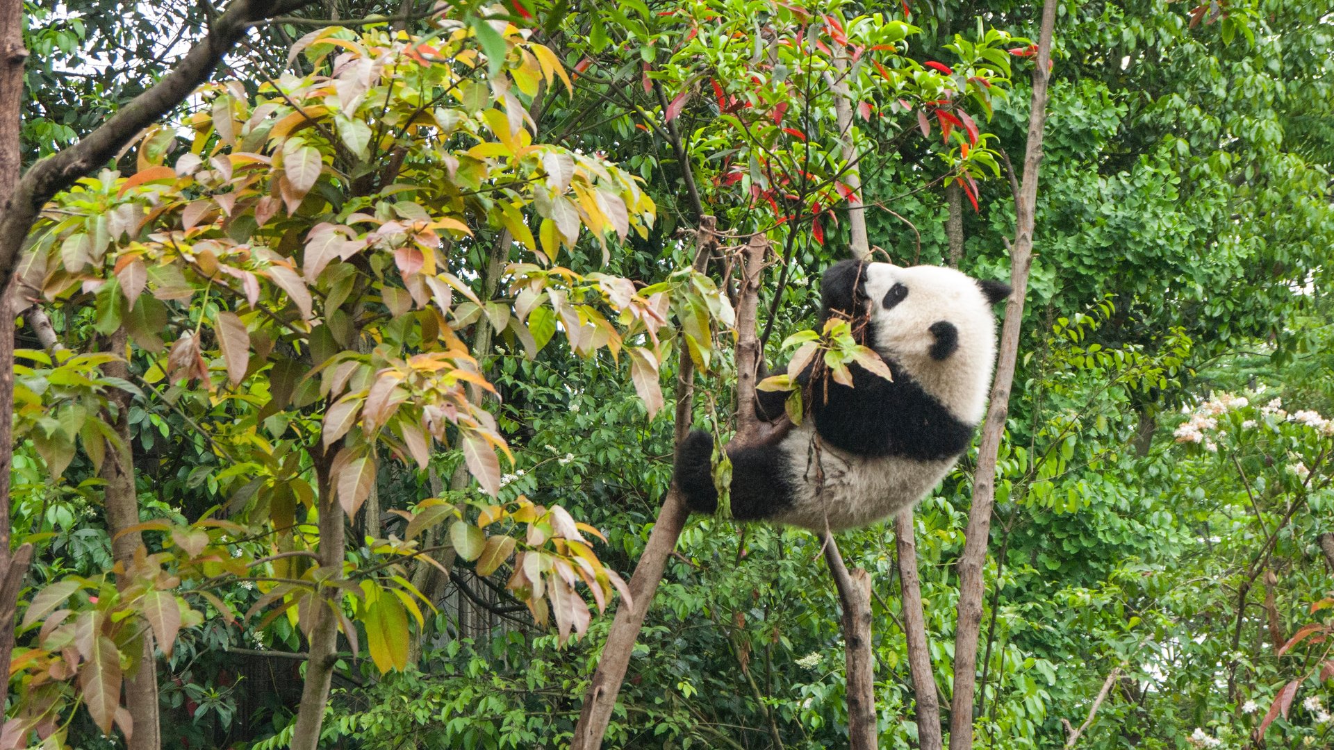 Panda's - Chengdu - China - Doets Reizen