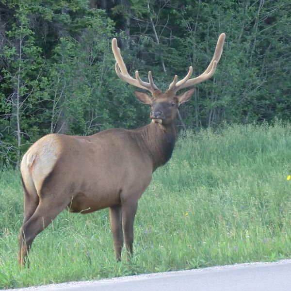 Icefields Parkway - Alberta - Canada - Doets Reizen