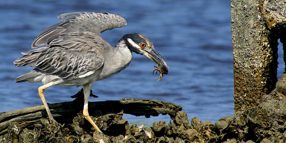 Birding and Wildlife Tour - Everglades National Park - Florida - Doets Reizen