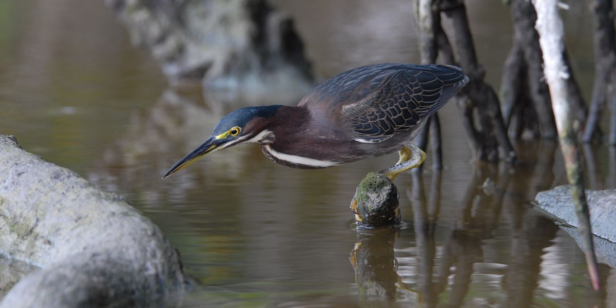 Birding and Wildlife Tour - Everglades National Park - Florida - Doets Reizen