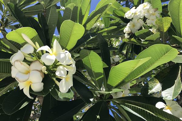 Maui - Hawaii - Doets Reizen