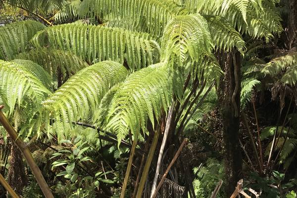 Fietsen Big Island - Hawaii - Doets Reizen