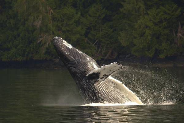 Spirit Bear Lodge - Great Bear Rainforest - British Columbia - Canada - Doets Reizen