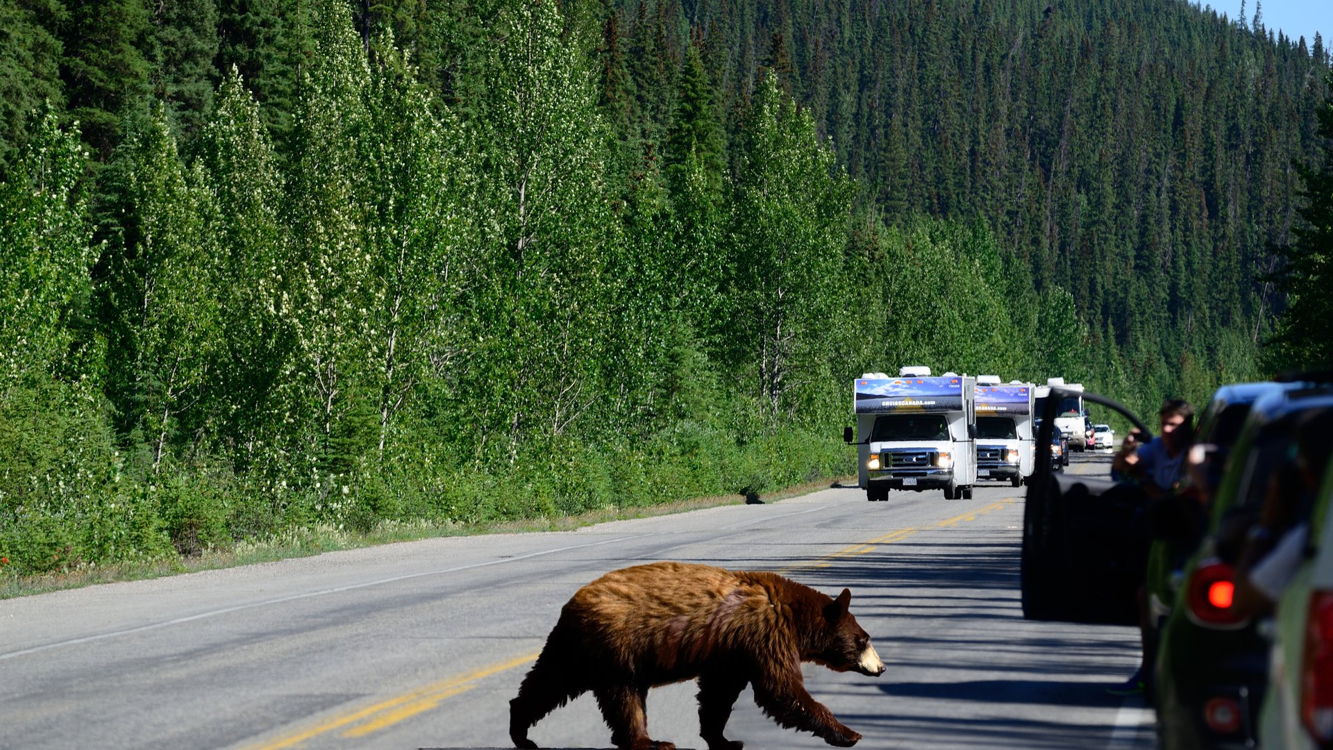 Cruise Canada Icefields Parkway Alberta