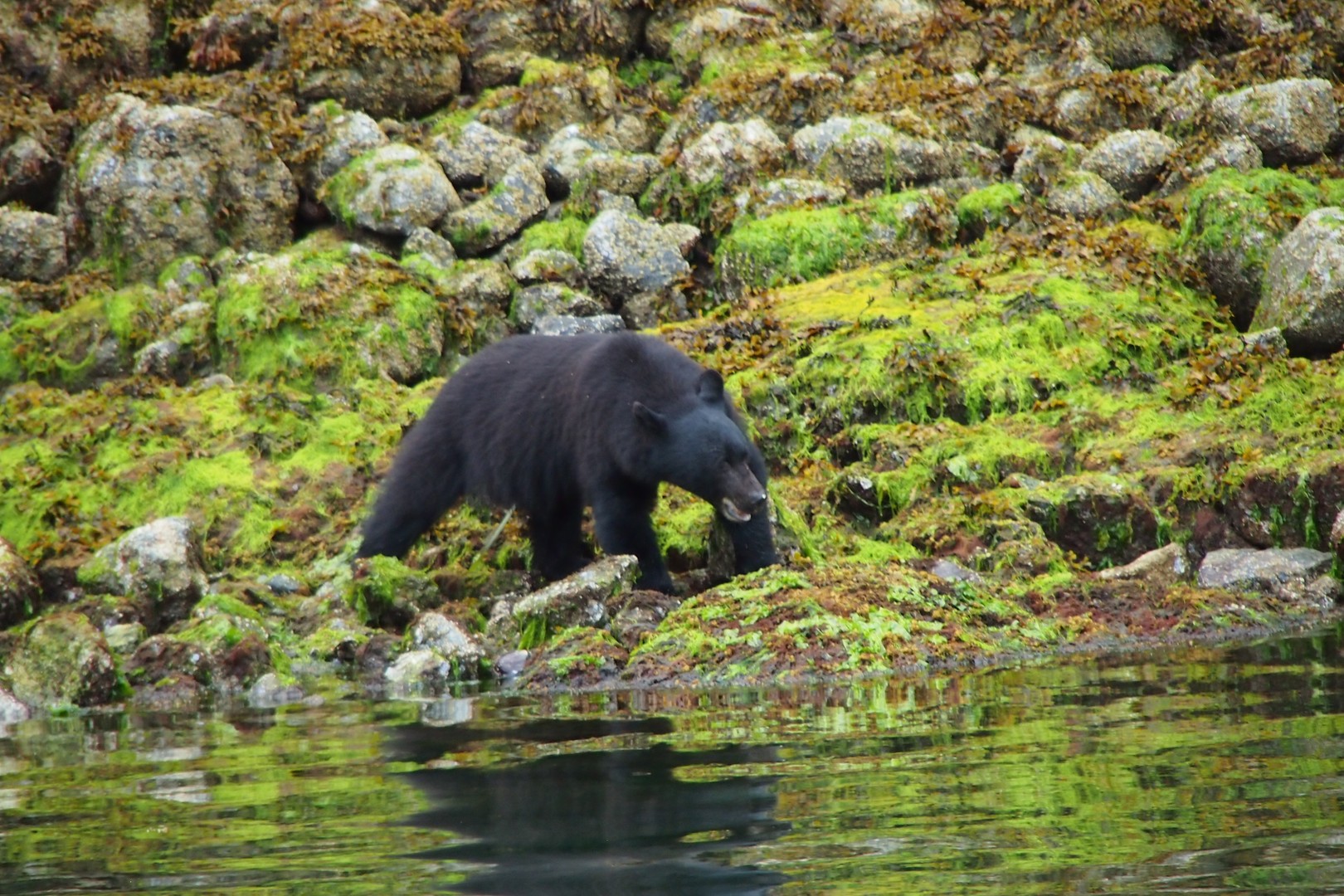 Wildlife Pacific Rim National Park - Vancouver Island - British Columbia - Canada - Doets Reizen