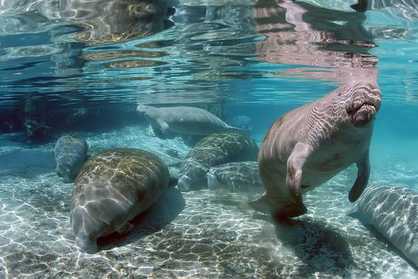 Crystal River - Florida - Doets Reizen
