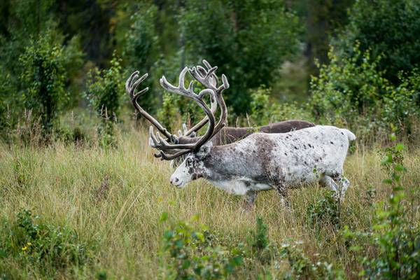Zweeds Lapland - Doets Reizen - Vakantie Zweden - Credits SwedishLapland.com