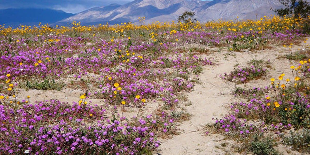 Anza Borrego Desert - California - Amerika - Doets Reizen