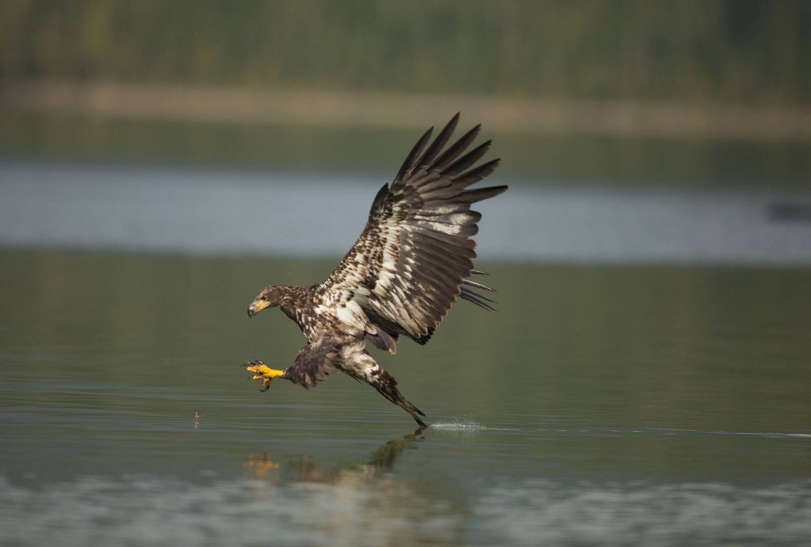 Blue River - Mud Lake - British Columbia - Canada - Doets Reizen