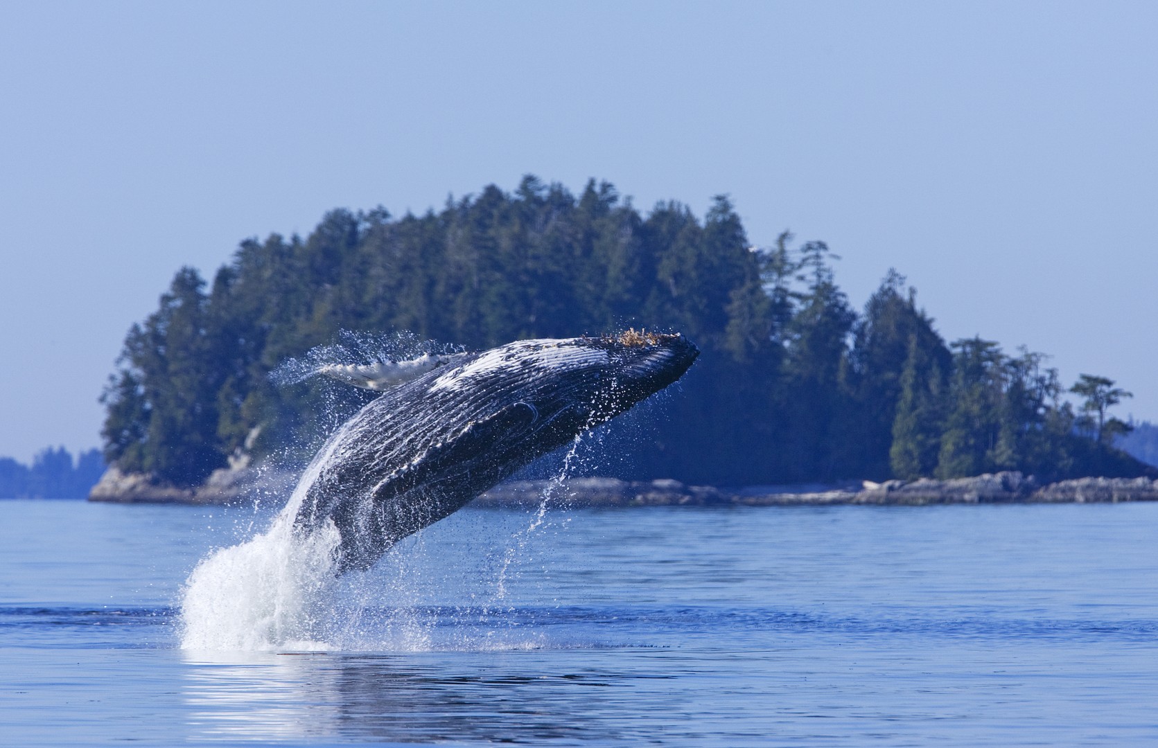 Pacific Rim National Park - Vancouver Island - British Columbia - Canada - Doets Reizen