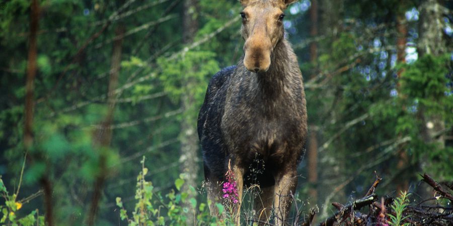 Zweden - Doets Reizen - Vakantie Zweden - Rondreis Zweden