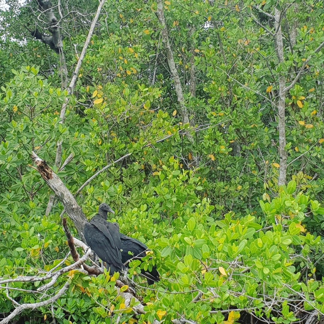 Airboat Tour Everglades National Park - Florida - Doets Reizen