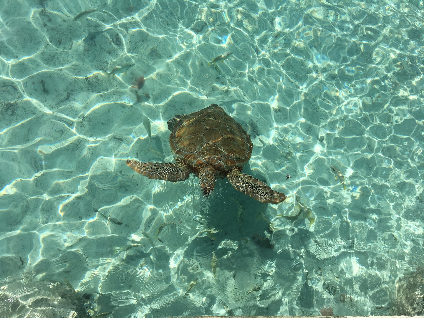 Great Exuma - Cruise Bahamas - Cruisevakantie - Doets Reizen