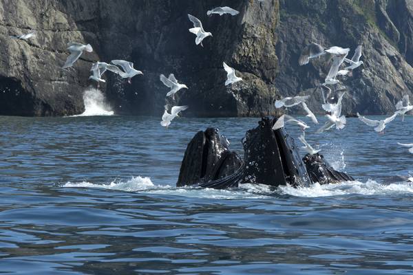 Kenai Fjords National Park - Alaska - Doets Reizen