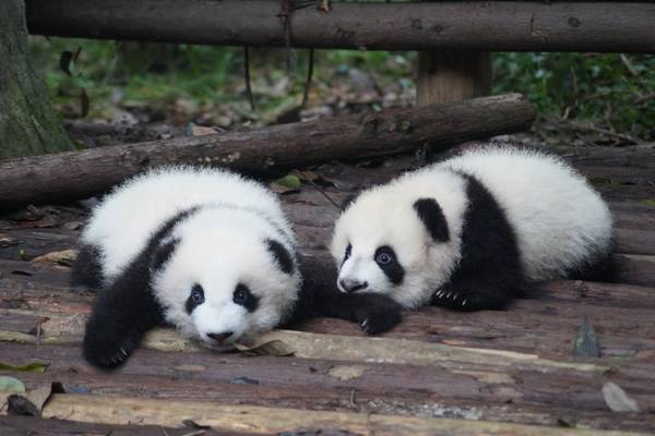Panda's - Chengdu - China - Doets Reizen