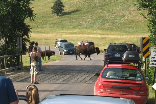 Custer State Park - South Dakota - Amerika - Doets Reizen