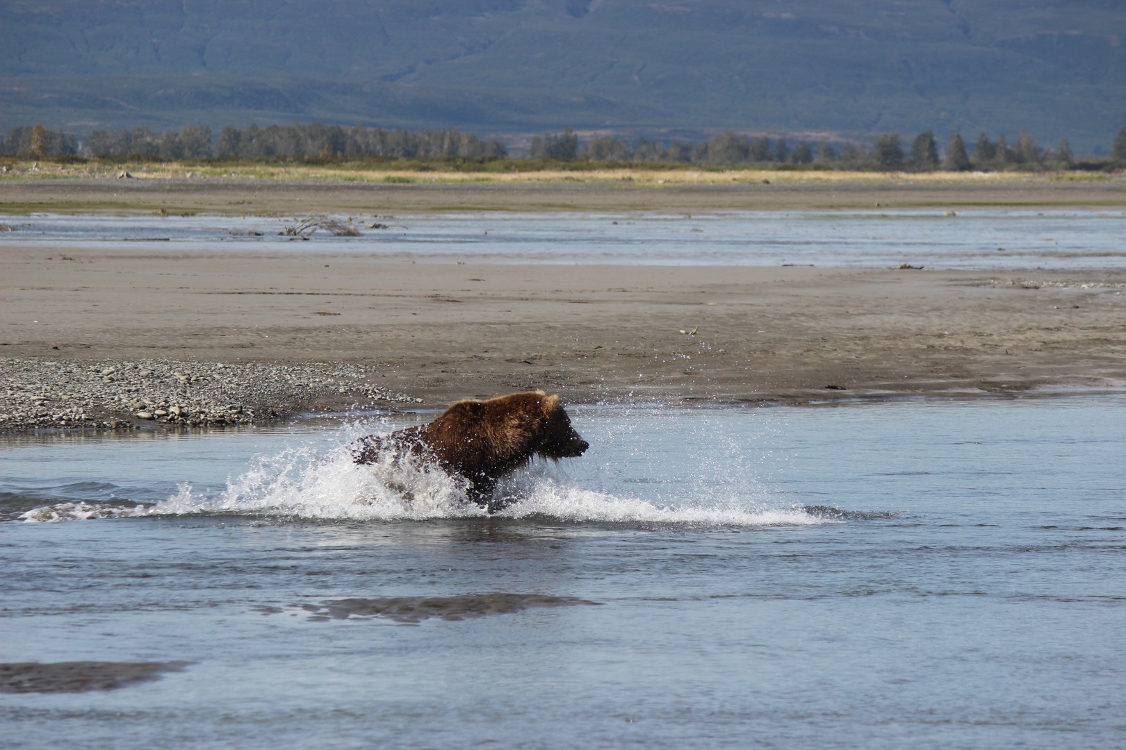 Beren spotten - Katmai National Park - Alaska - Doets Reizen