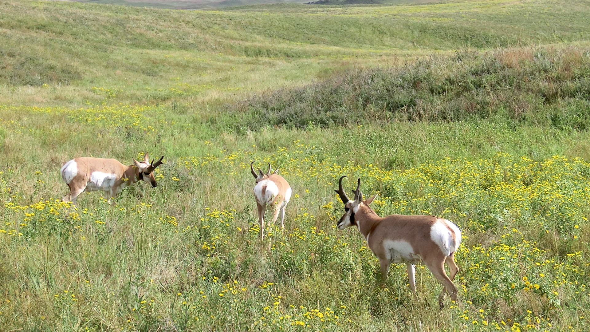 Custer State Park - South Dakota - Amerika - Doets Reizen
