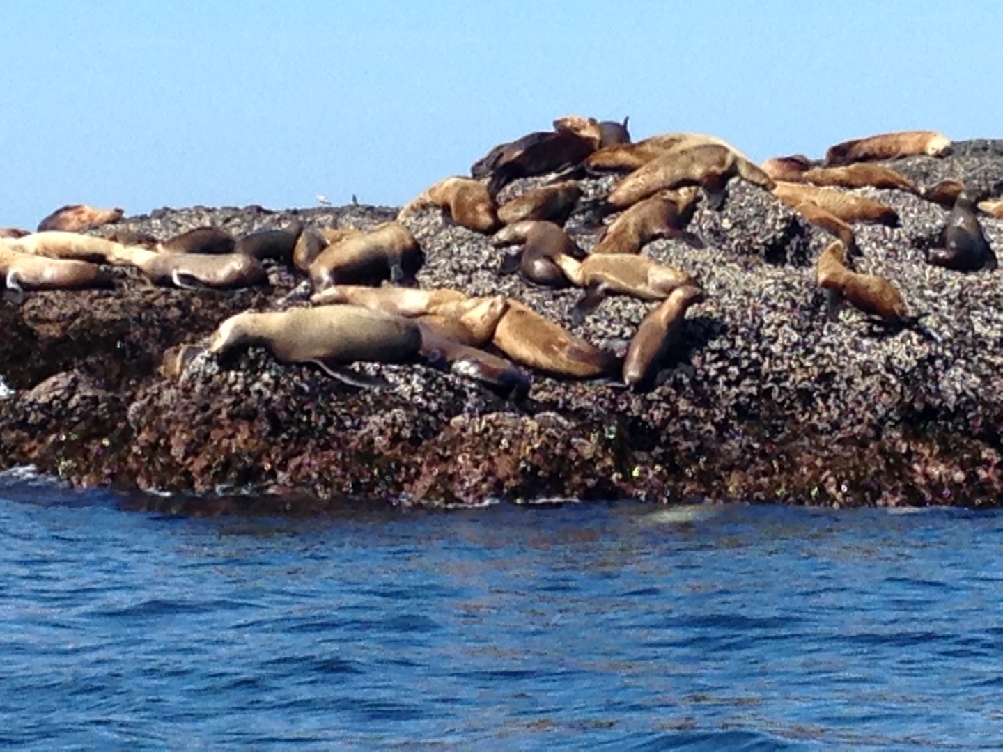 Wildlife Pacific Rim National Park - Vancouver Island - British Columbia - Canada - Doets Reizen