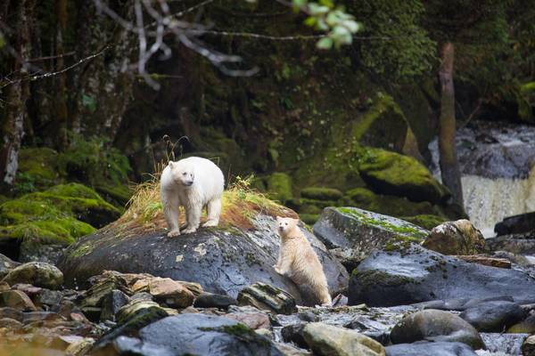 Spirit Bear Lodge - Great Bear Rainforest - Canada - Doets Reizen