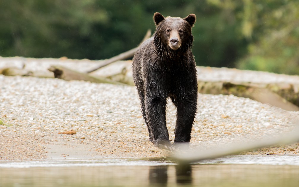 Spirit, Grizzly of Zwarte Beer? | Doets Reizen