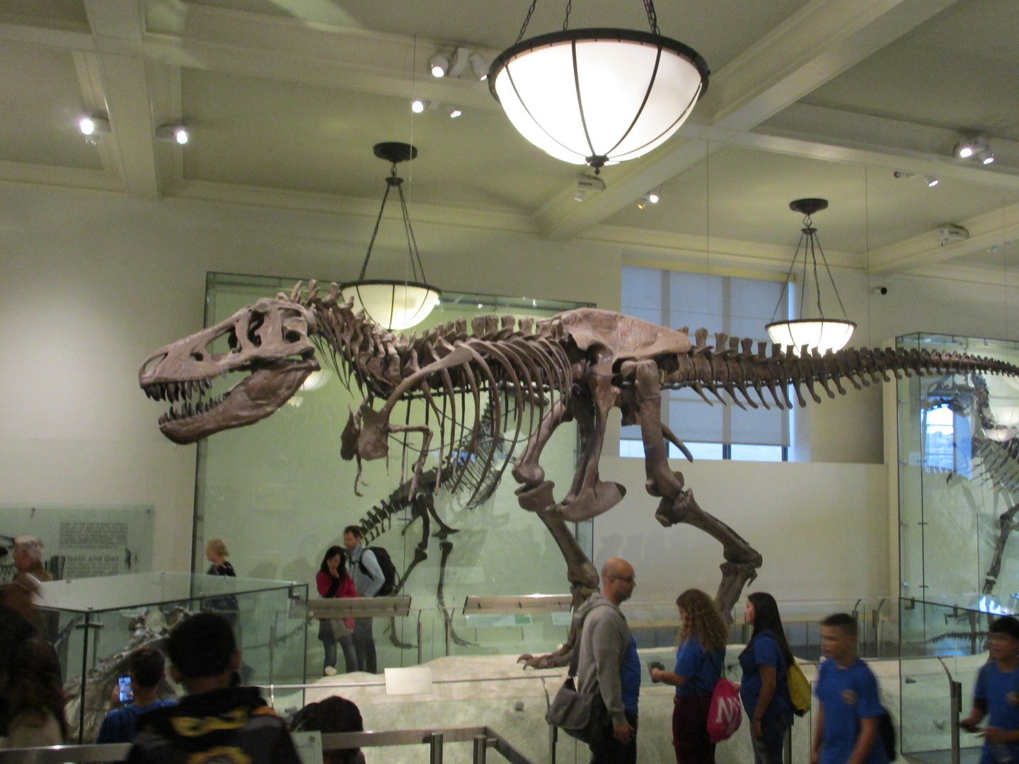 American Museum of National History - New York - Doets Reizen
