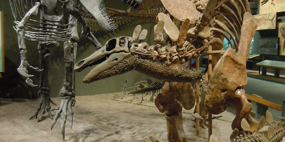 Denver Museum of Nature & Science - Denver - Colorado - Doets Reizen