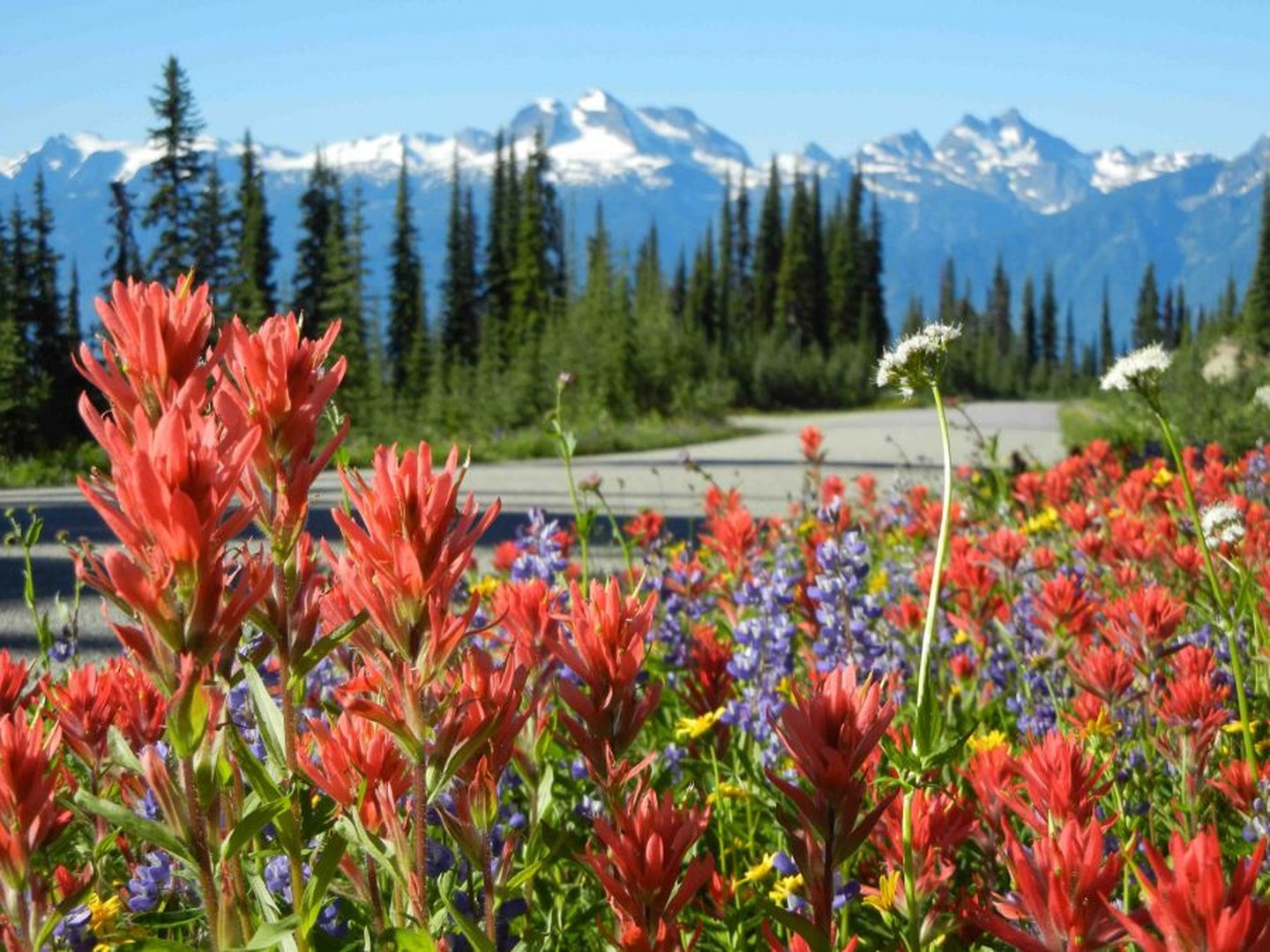 Mount Revelstoke National - British Columbia - Canada - Doets Reizen