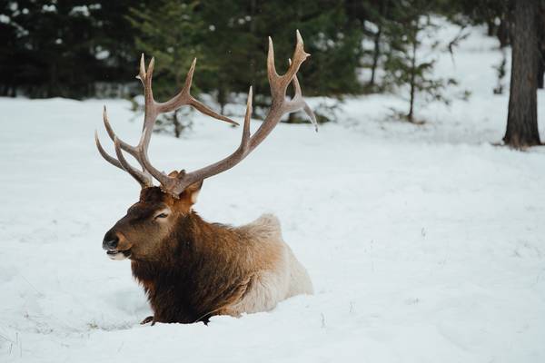 Wintersport - Jasper National Park - Alberta - Doets Reizen