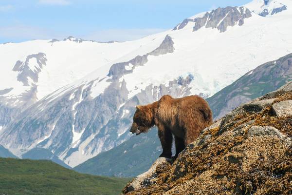Wildlife Denali National Park - Alaska - Doets Reizen