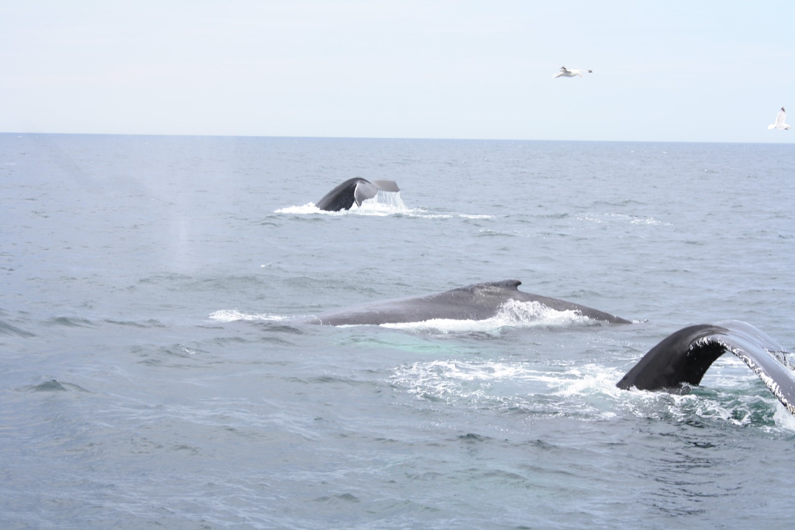 Walvissen Spotten - Boston - Massachusetts - Doets Reizen