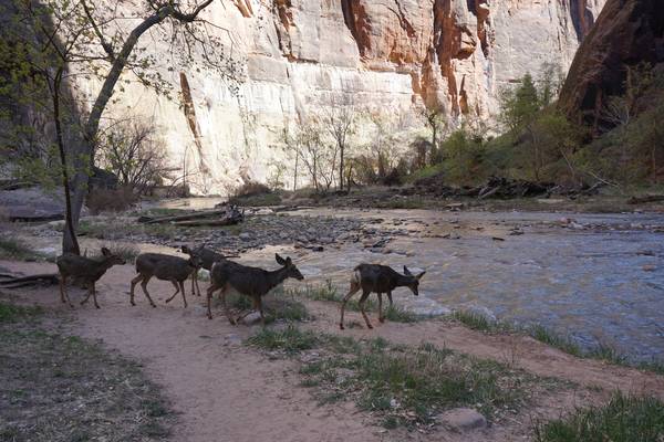 Zion National Park - Utah - Vakantie West Amerika - Doets Reizen (13)