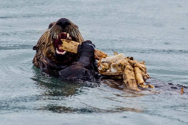 Katmai Wilderness Lodge - Vakantie Alaska - Doets Reizen - Credits to All Alaska Tours and Katmai Wilderness Lodge