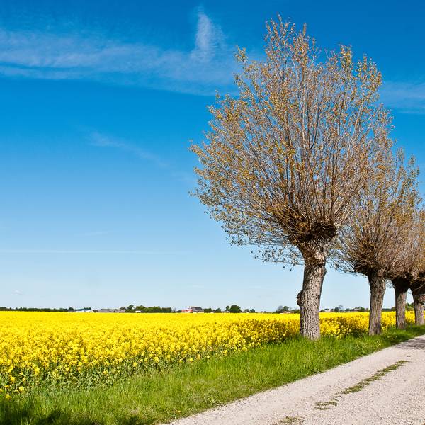 Skane - Glooiende heuvels