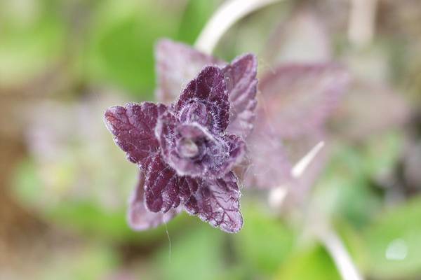 Churchill - Manitoba - Canada - Doets Reizen