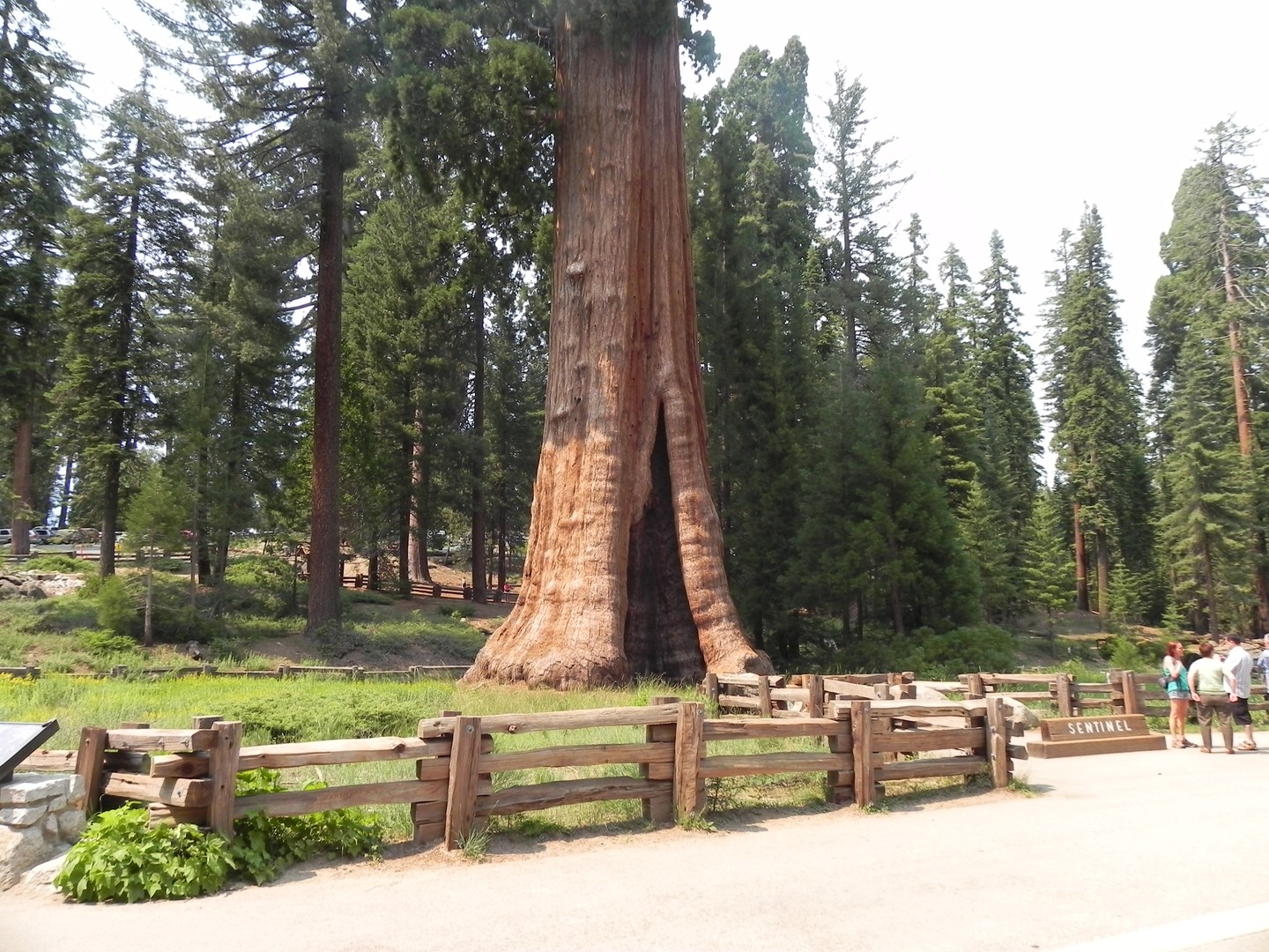 Sequoia National Park - California - Amerika - Doets Reizen