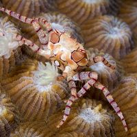 Pom Pom Crab