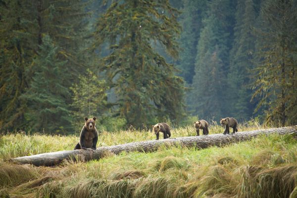 Spirit Bear Lodge - Great Bear Rainforest - British Columbia - Canada - Doets Reizen