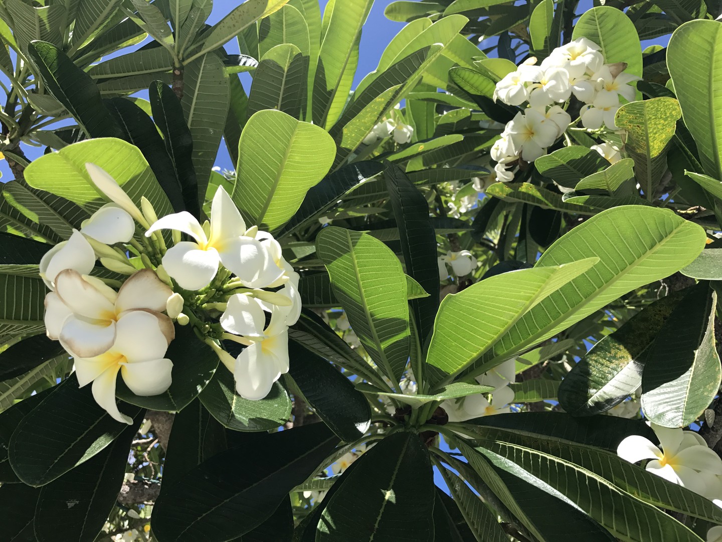 Road to Hana - Maui - Hawaii - Doets Reizen