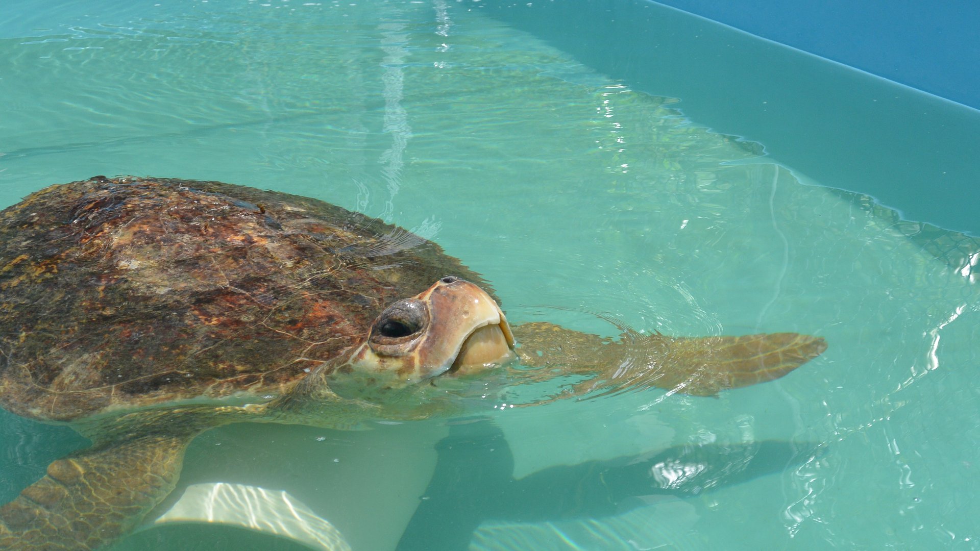 Turte Hospital - The Keys - Florida - Doets Reizen