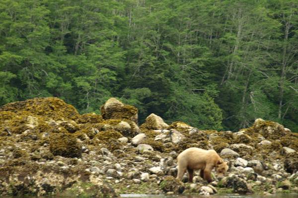 Knight Inlet Lodge - British Columbia - Canada - Doets Reizen