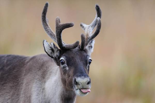 Big five - Doets Reizen - Vakantie Zweden - Credits Visit Sweden