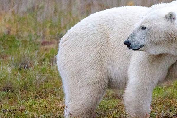 IJsbeer - Manitoba - Canada - Doets Reizen