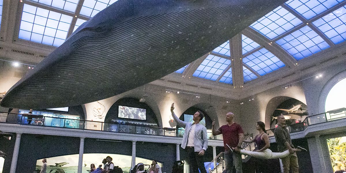 Harvard University Museum of Natural History - Cambridge - Massachusetts - Doets Reizen