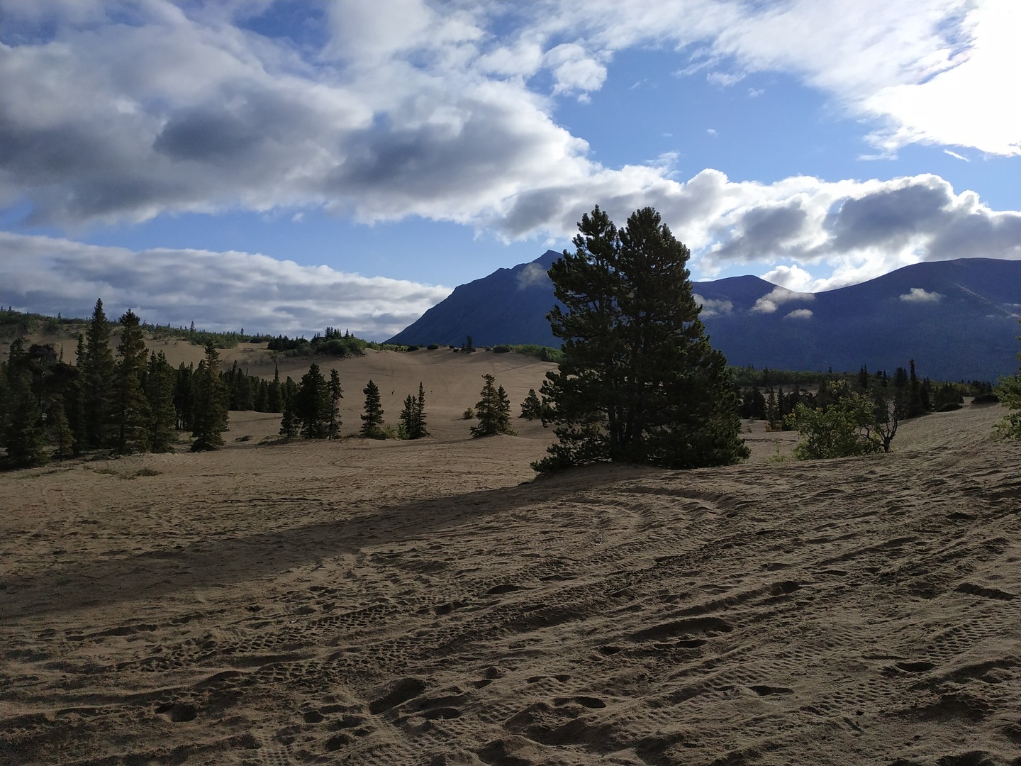 Carcross Desert - Yukon - Canada - Doets Reizen