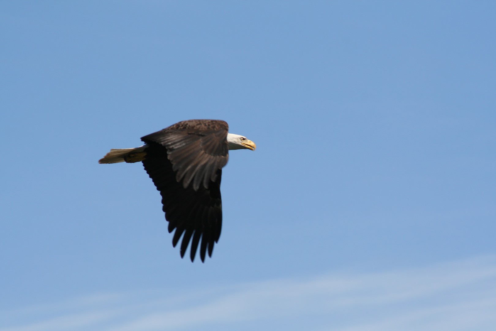 Wildlife Victoria - Vancouver Island - British Columbia - Canada - Doets Reizen