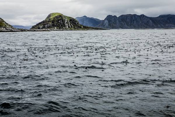 Gjesværstappan - Doets Reizen - Vakantie Noorwegen - Credits VisitNorway