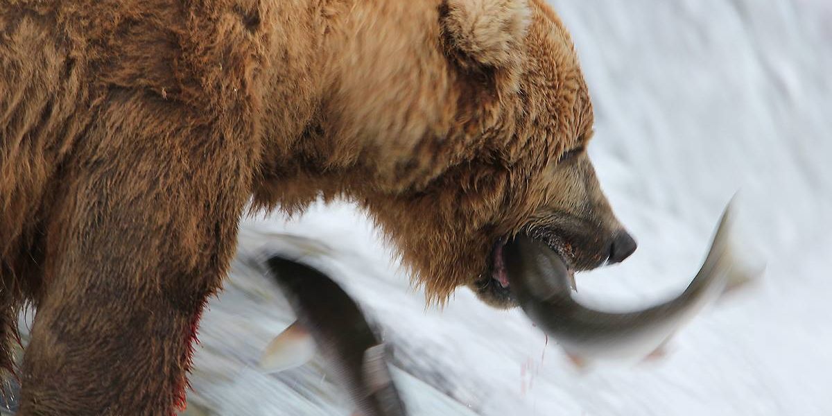 Brooks Lodge - Katmai National Park - Alaska - Doets Reizen