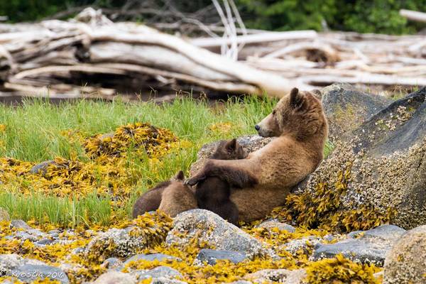 Tide Rip Tours - Telegraph Cove - Vancouver Island - British Columbia - Canada - Doets Reizen